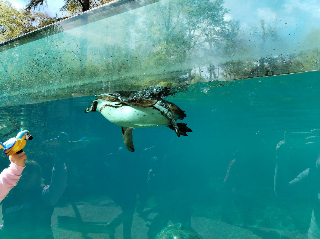 ZooParc de Beauval-圣艾尼昂必去景点