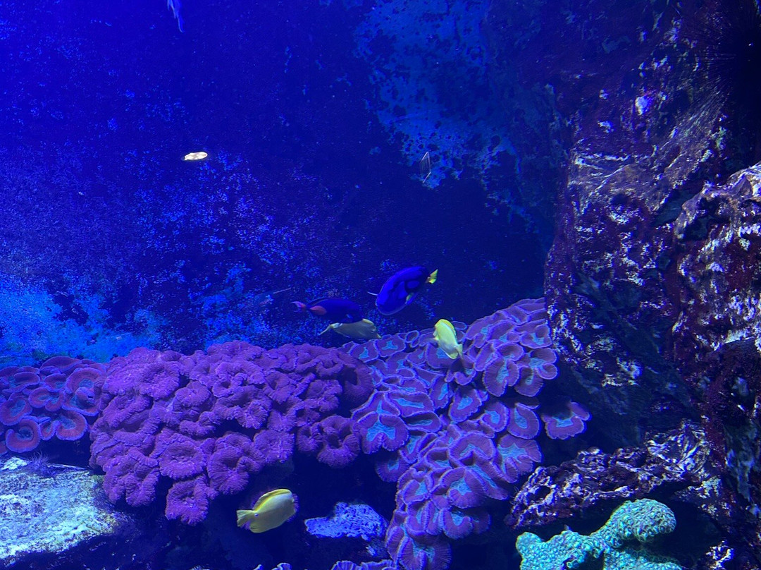 Grand Aquarium-圣马洛必去景点