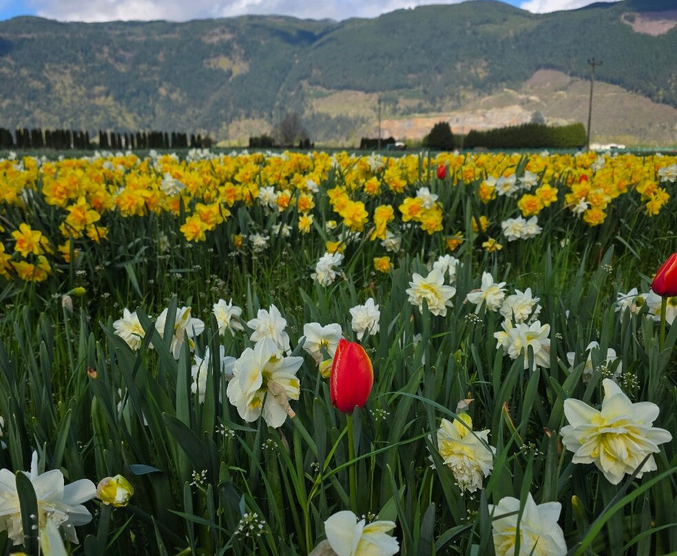 Harrison Tulip Festival-阿加斯市必去景点