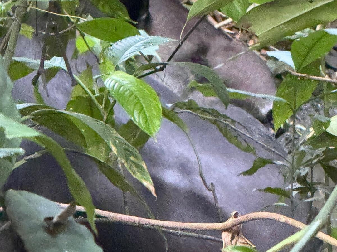 Surcos Tours-希门尼斯港必去景点