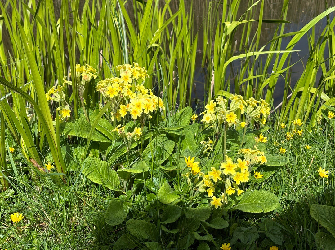 Bennetts Water Gardens-Chickerell必去景点