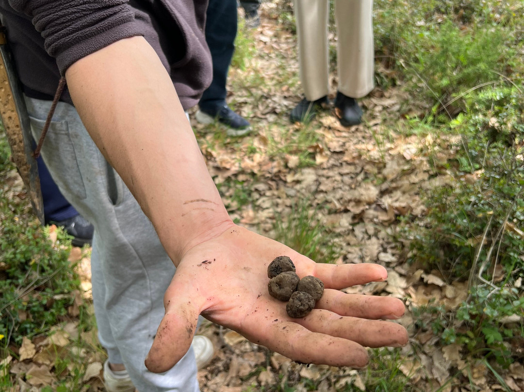 Truffle Hunting-卡兰巴卡必去景点