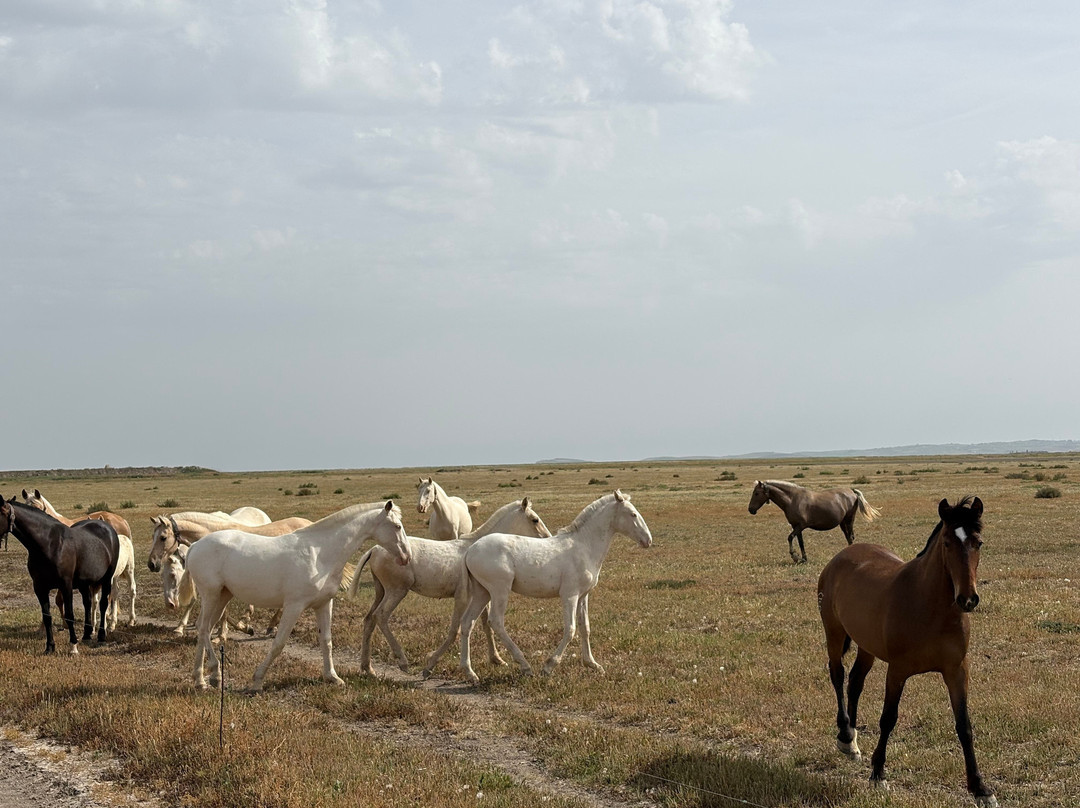Al-Mesquid Stables-Sanlucar de Barrameda必去景点