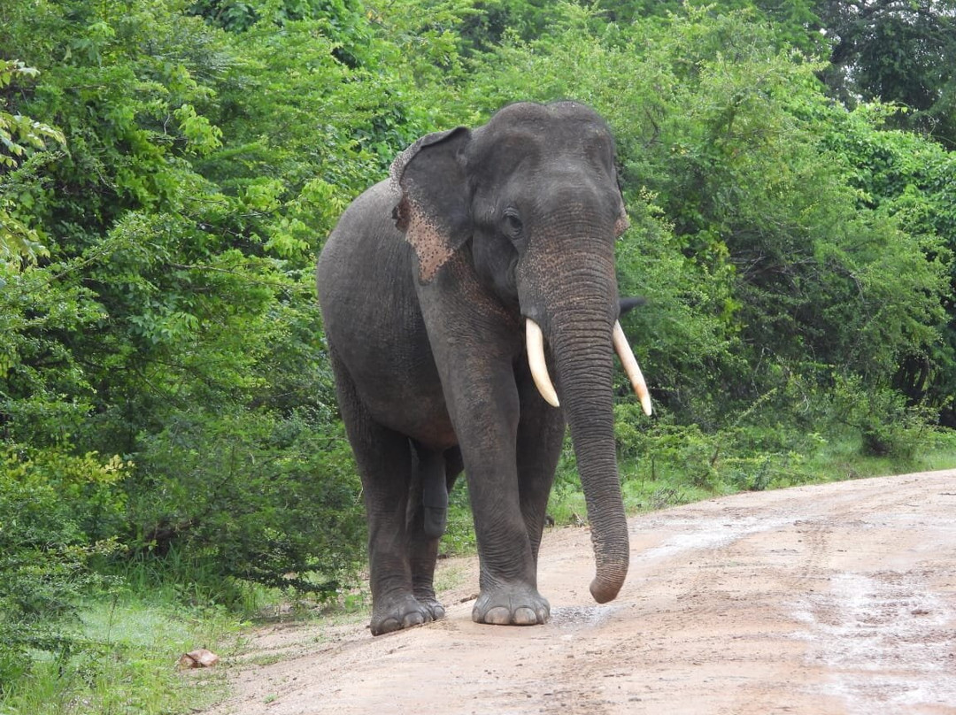 Nihar Srilanka Tours & Travels-Meemure必去景点