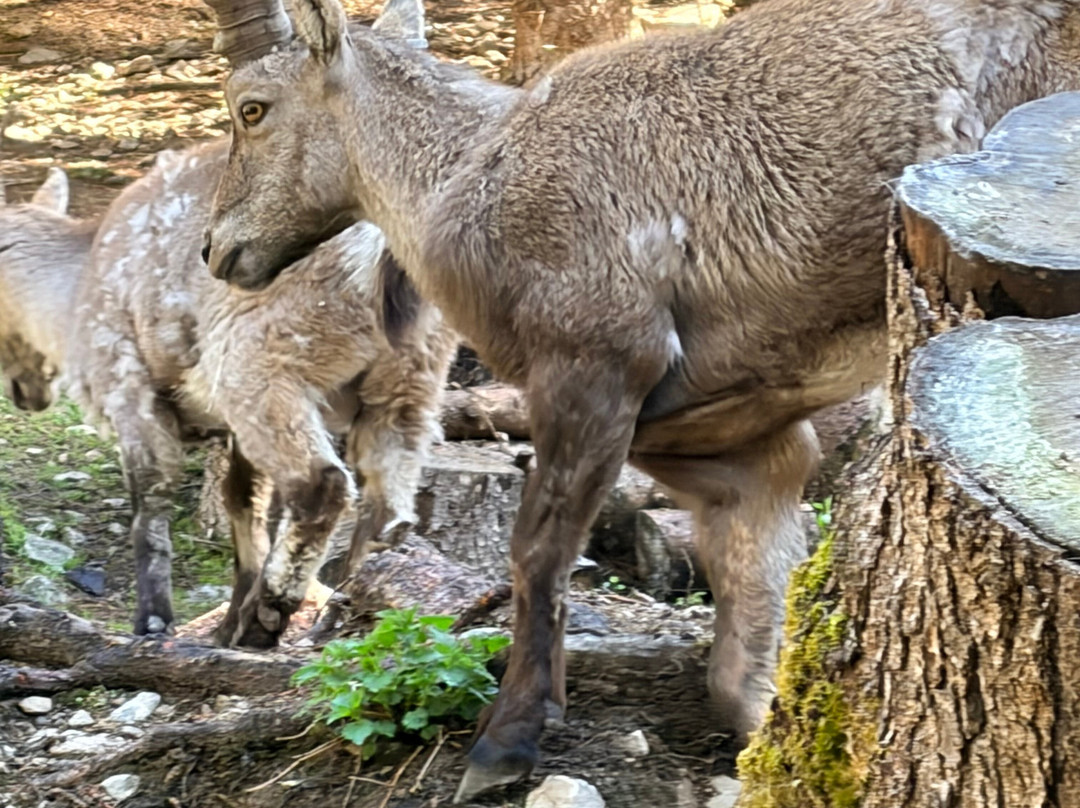 Parc Alpha-Saint Martin-Vesubie必去景点