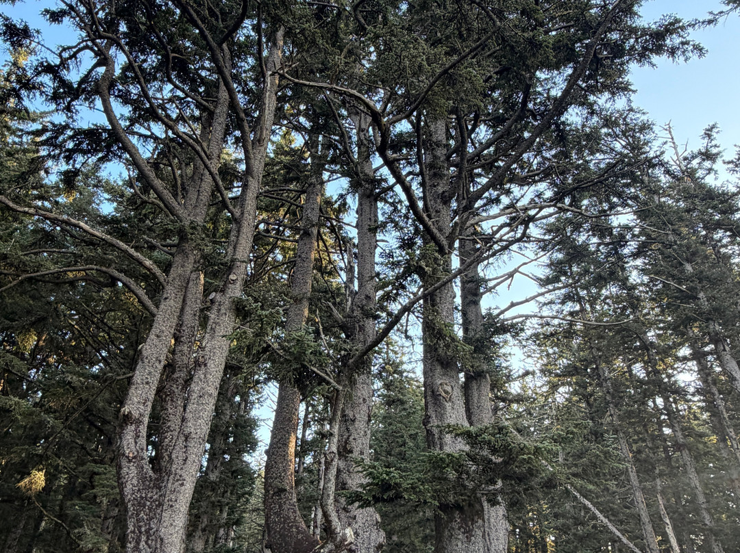 Cape Meares Lighthouse-蒂拉穆克必去景点