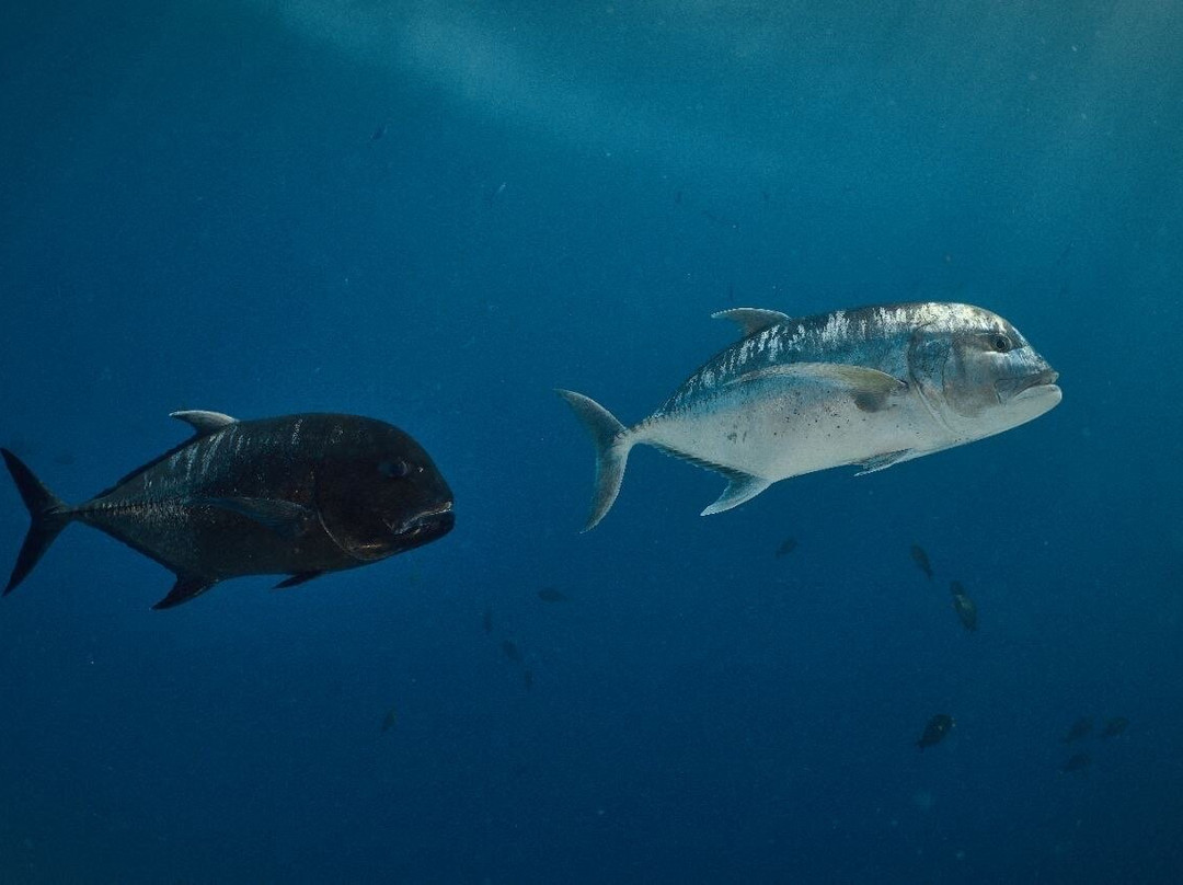 Addu Scuba Club-Hithadhoo Island必去景点
