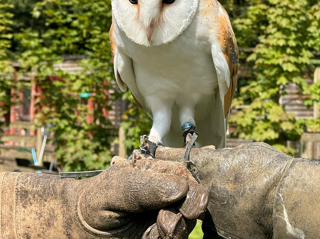 Hawksflight Falconry-特伦特河畔柏顿必去景点