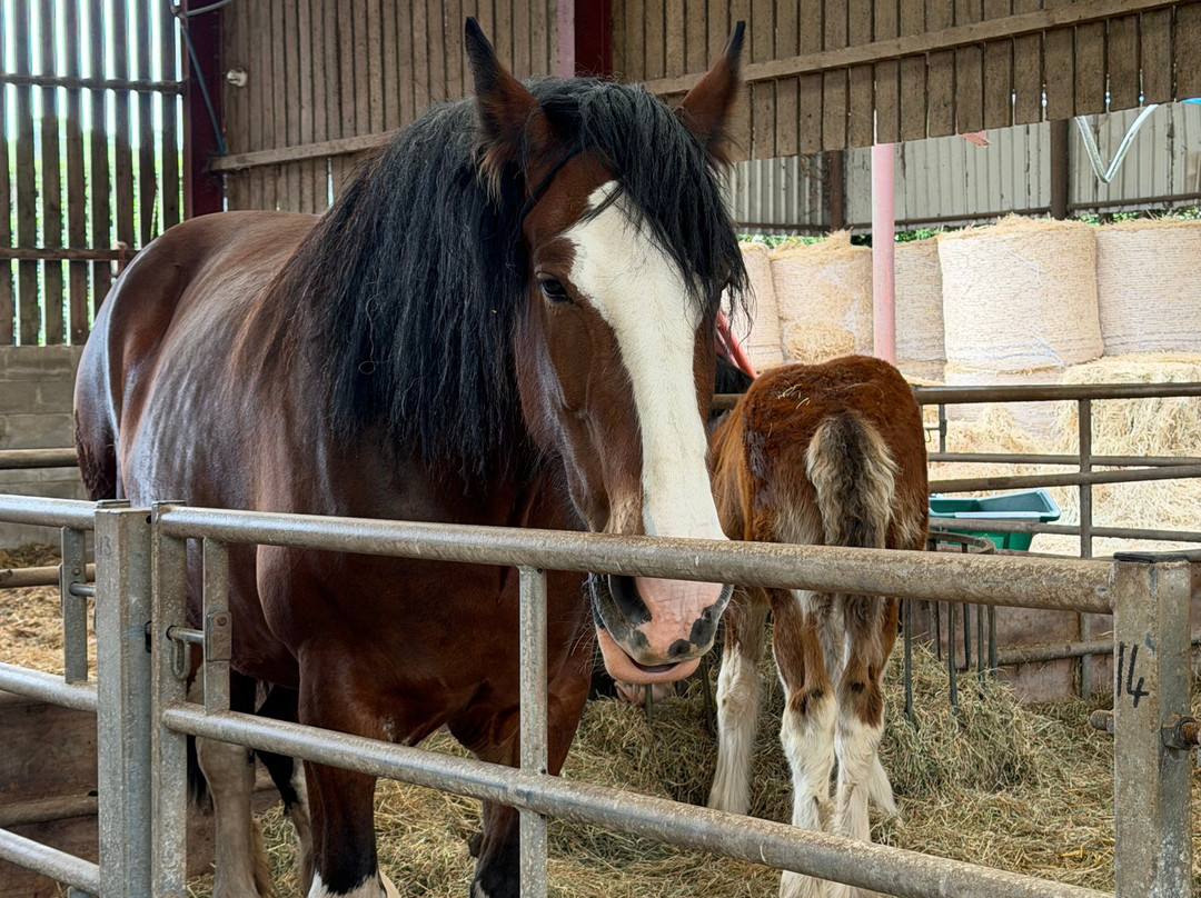 Cotebrook Shire Horse Centre-Cotebrook必去景点
