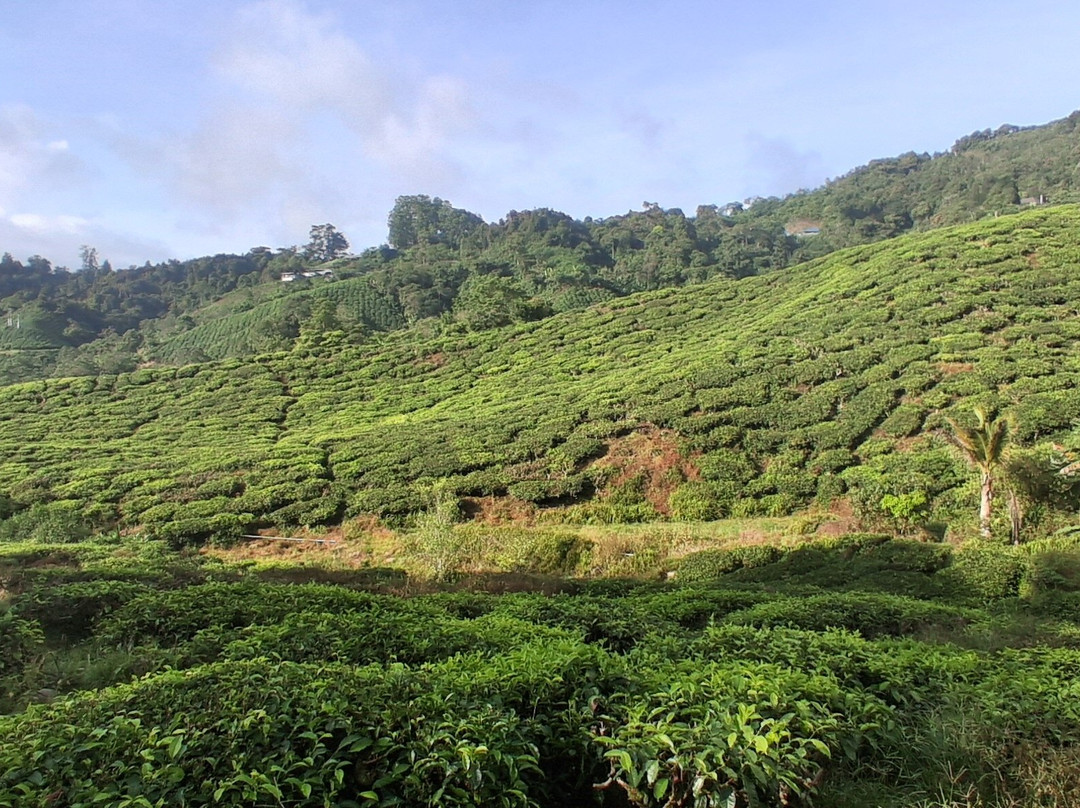 Ferns, Fronds, Friends & Family-丹那拉塔必去景点