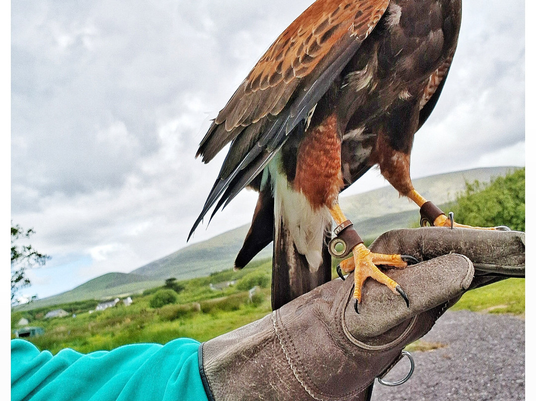 Kingdom Falconry - Dingle-丁格尔必去景点