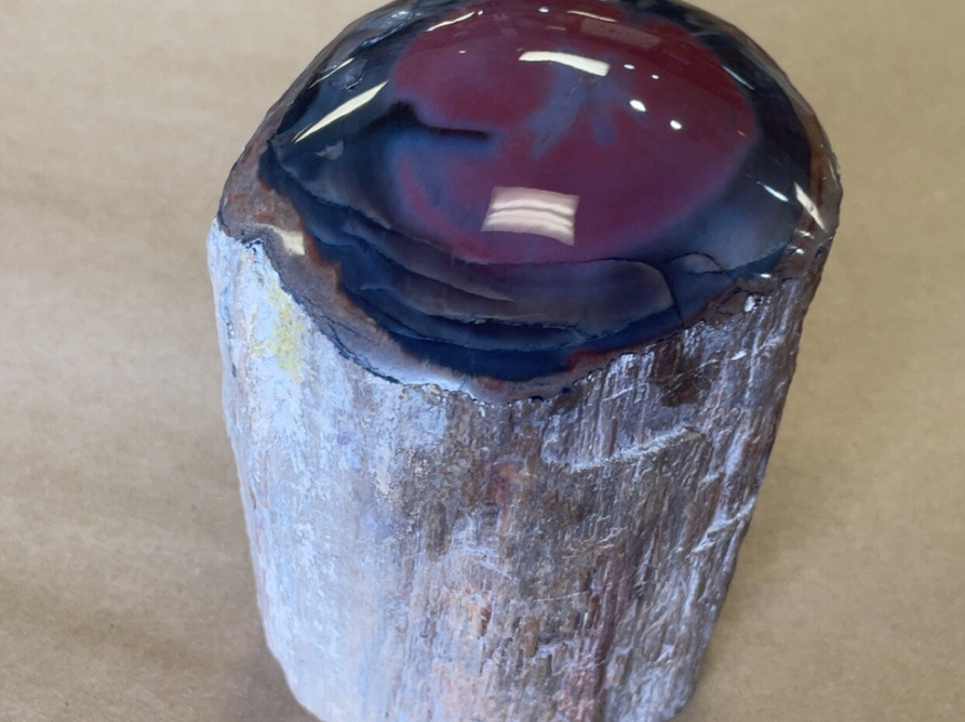 Jim Gray's Petrified Wood Co.-霍尔布鲁克必去景点
