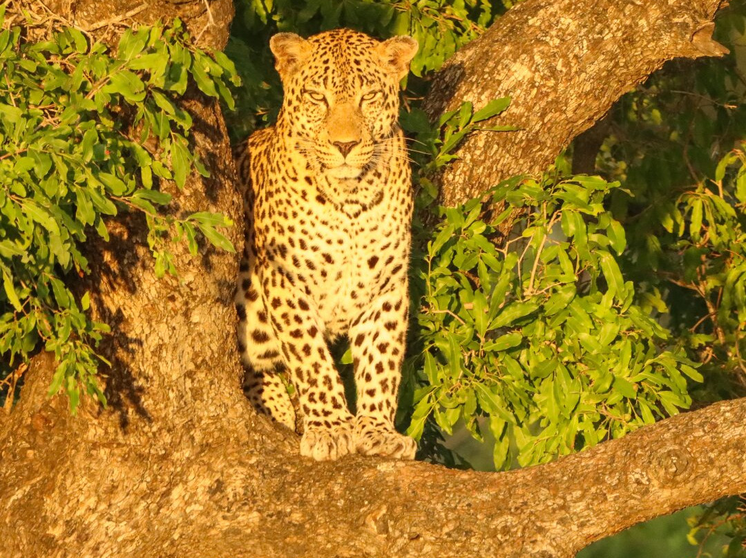Kruger Park Game Drives-马里兰必去景点