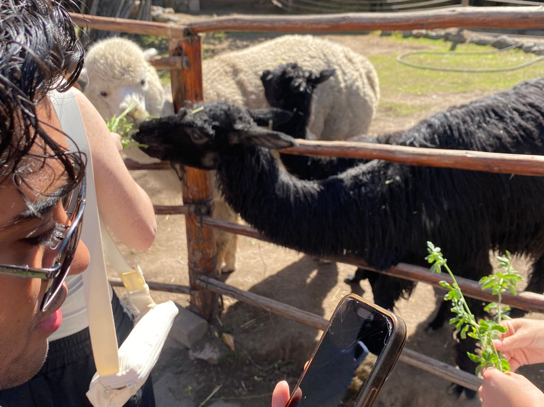Mundo Alpaca Arequipa-阿雷基帕必去景点