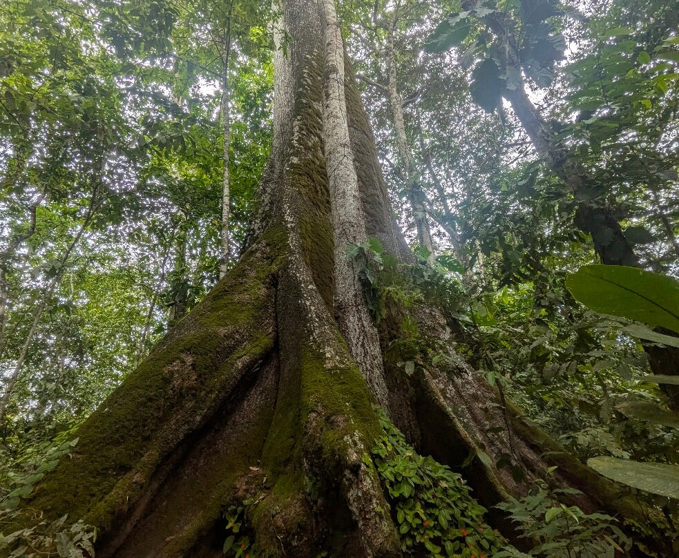 Rancho Raices De Puerto Jimenez-希门尼斯港必去景点