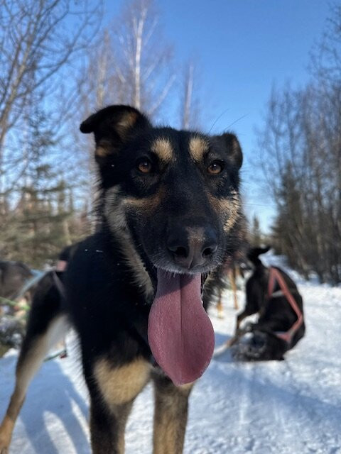 The Alaska Dogstead Mushing Company-Big Lake必去景点