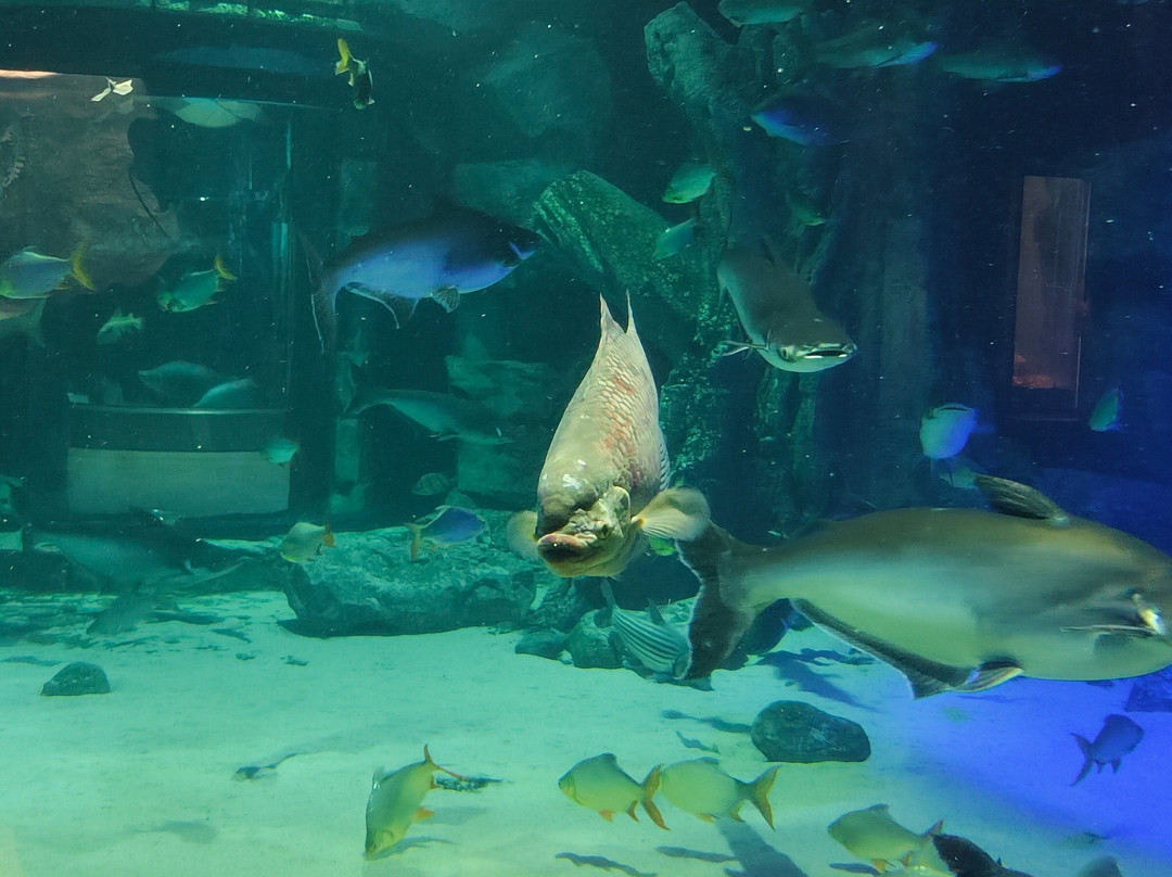 Angkor Wildlife & Aquarium-暹粒必去景点