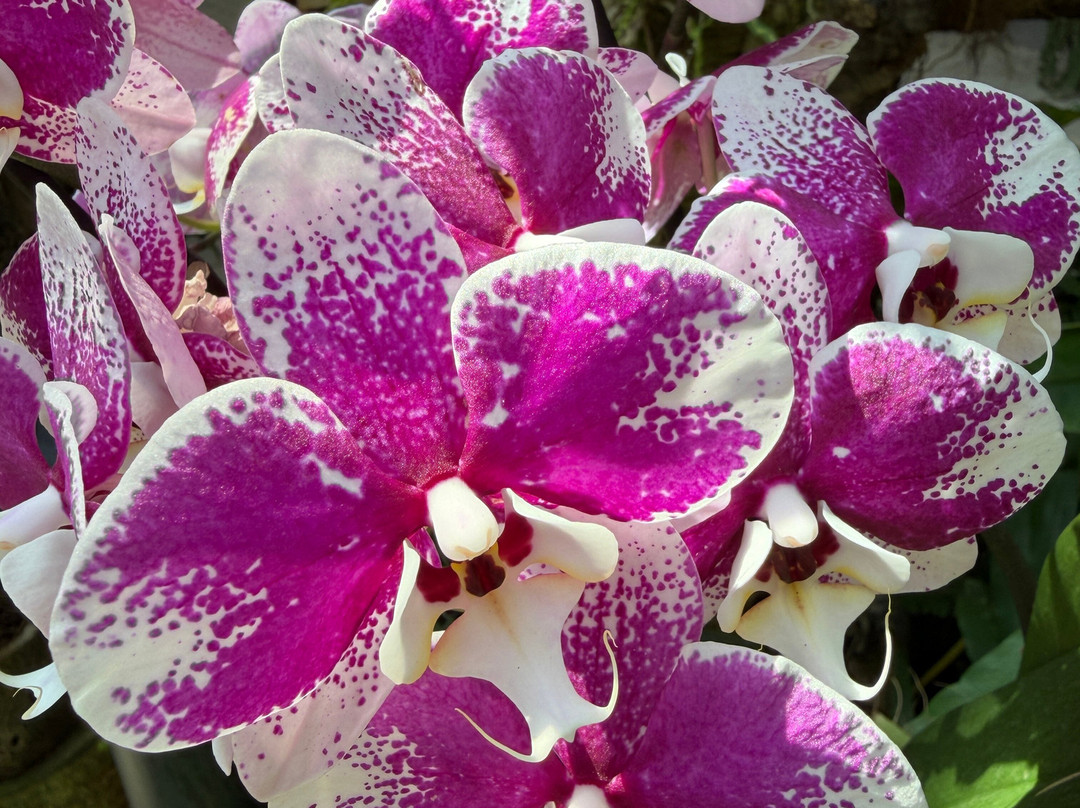 Orquidario de Estepona-埃斯特波纳必去景点