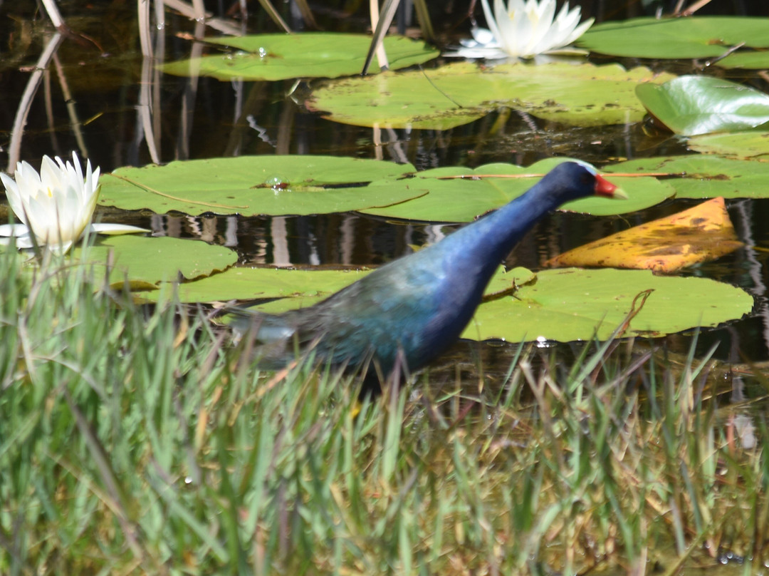 Alabama Coastal Birding Trail-格尔夫海岸必去景点