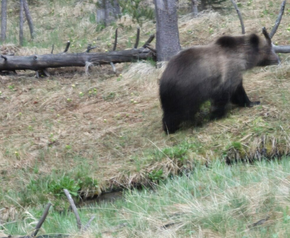 Yellowstone National Park-黄石国家公园必去景点