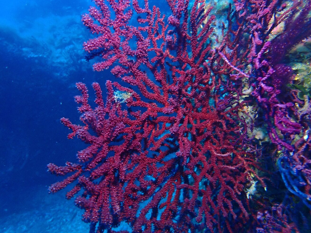 Lustrica diving-Ustica必去景点