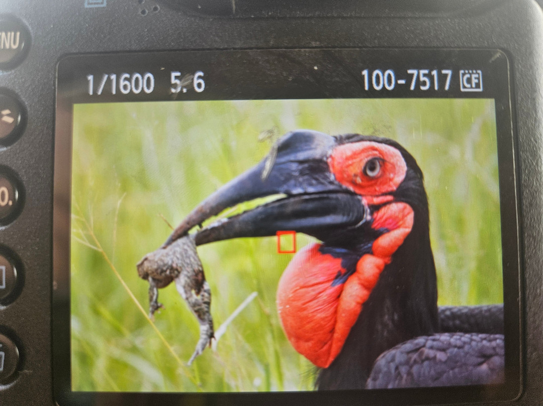 Kruger Park Game Drives-马里兰必去景点
