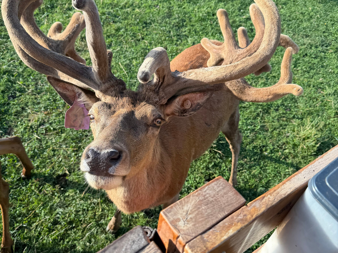 Red Deer at Rolling Hills Farm-Catawissa必去景点