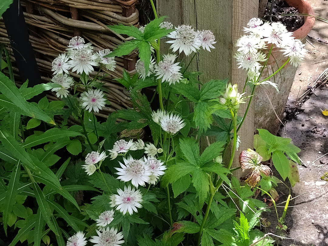 Stillingfleet Lodge Gardens-Stillingfleet必去景点