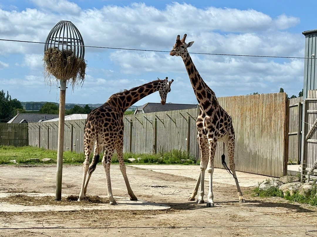 Wingham Wildlife Park-Wingham必去景点