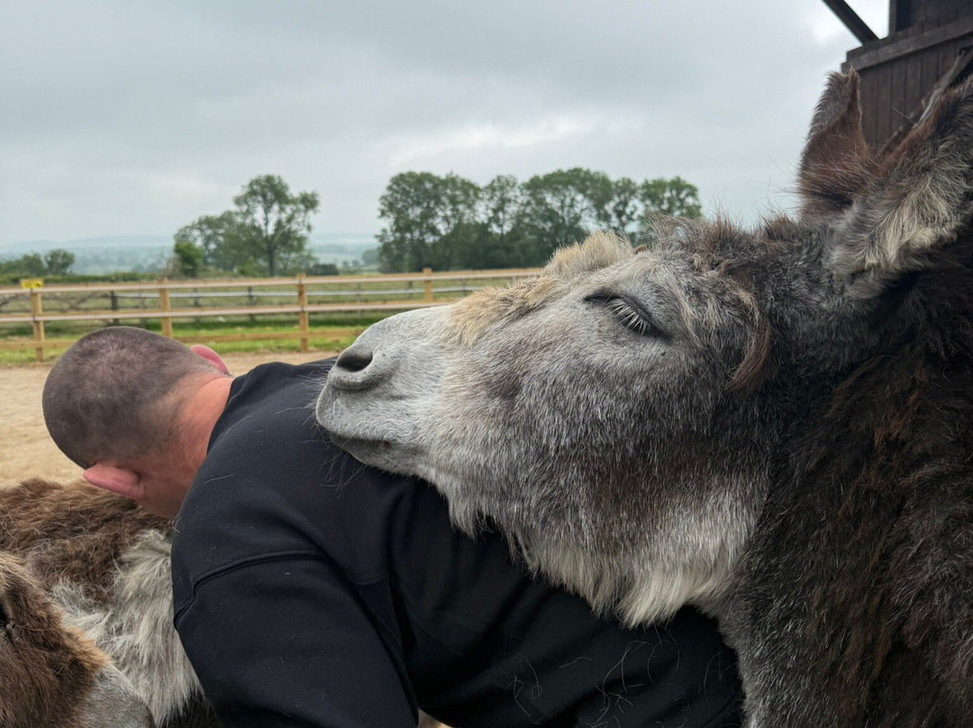 Barnhill Donkeys Retreat Sleagill-Sleagill必去景点