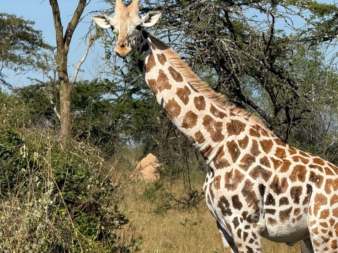 Lake Mburo National Park-Mbarara必去景点