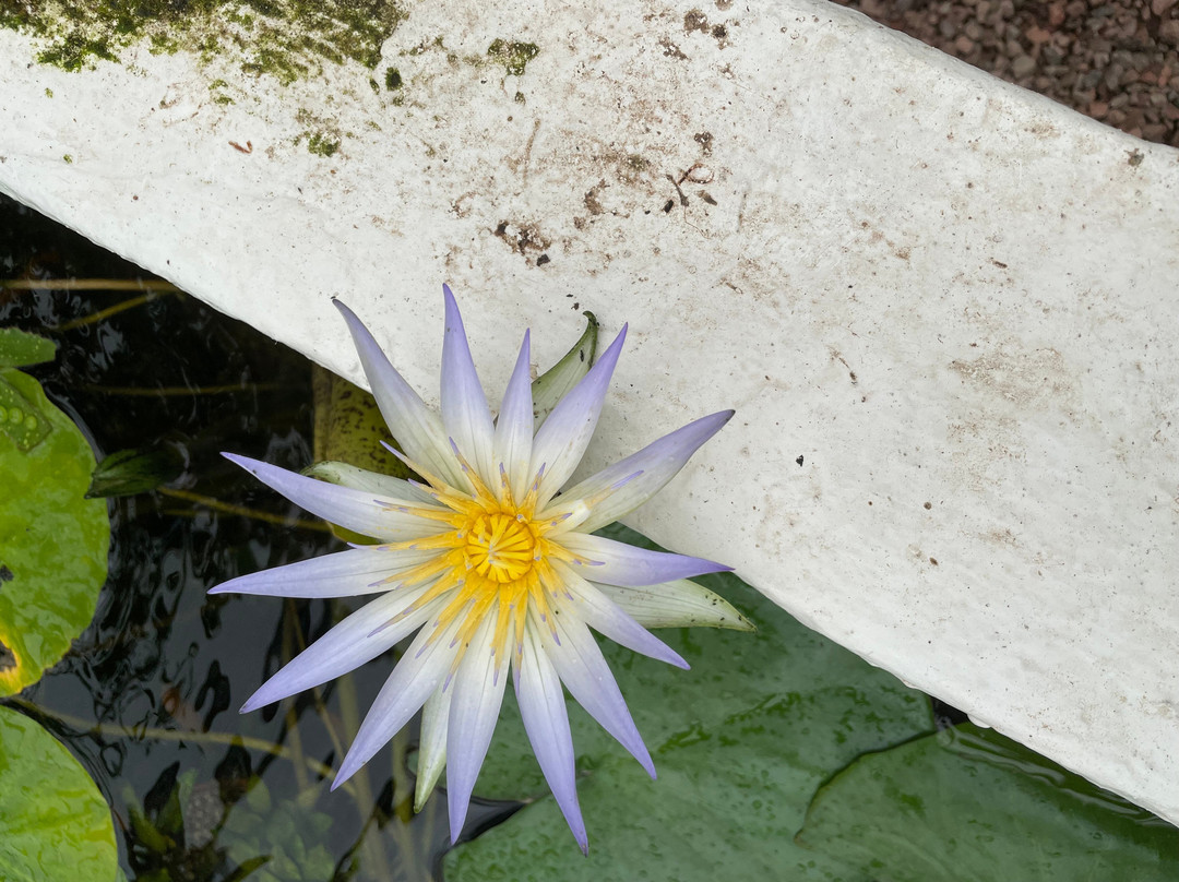 TU Delft Hortus Botanicus-代尔夫特必去景点