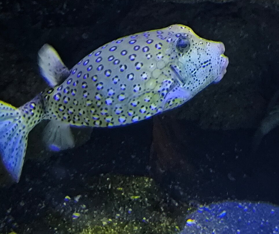 Aquarium de la Réunion-圣吉尔莱班必去景点