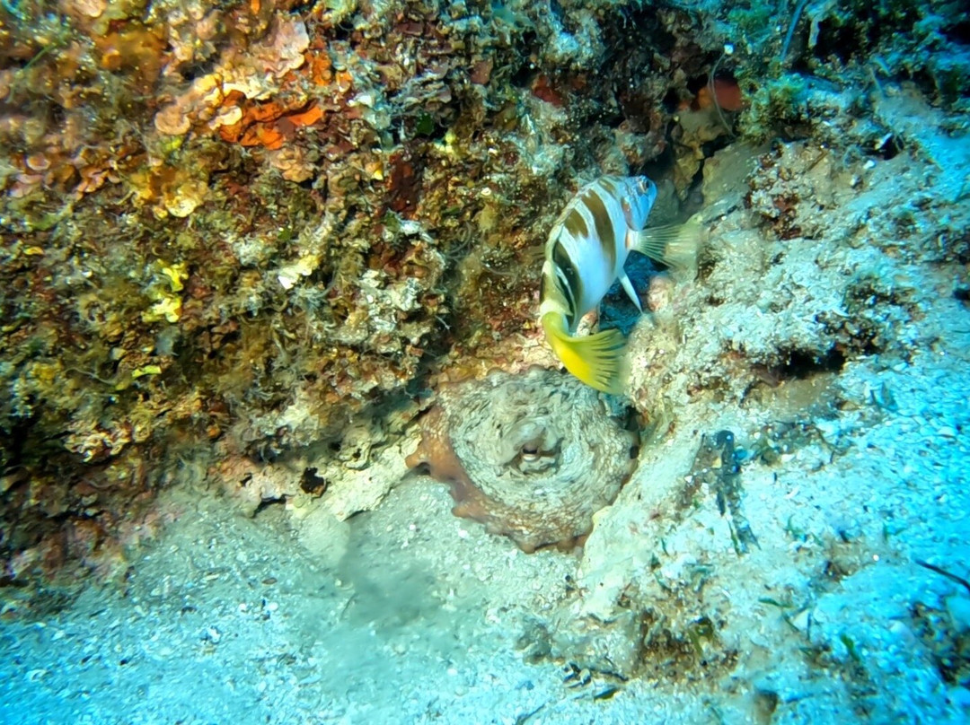 Nikiti Diving Center-Nikiti必去景点