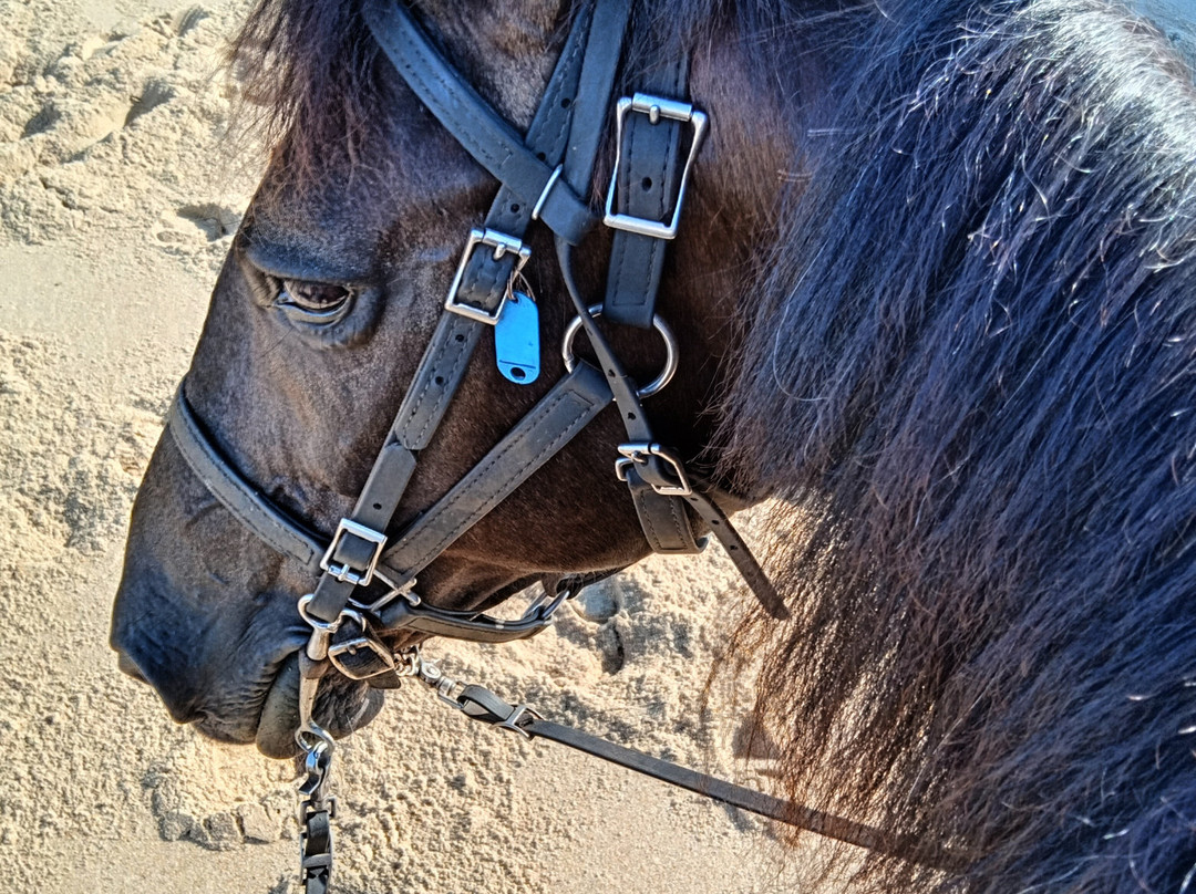 Equine Adventures-Frisco必去景点