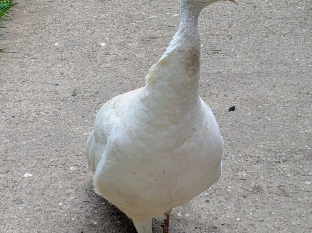 Bridlington Animal Park-布里德灵顿必去景点