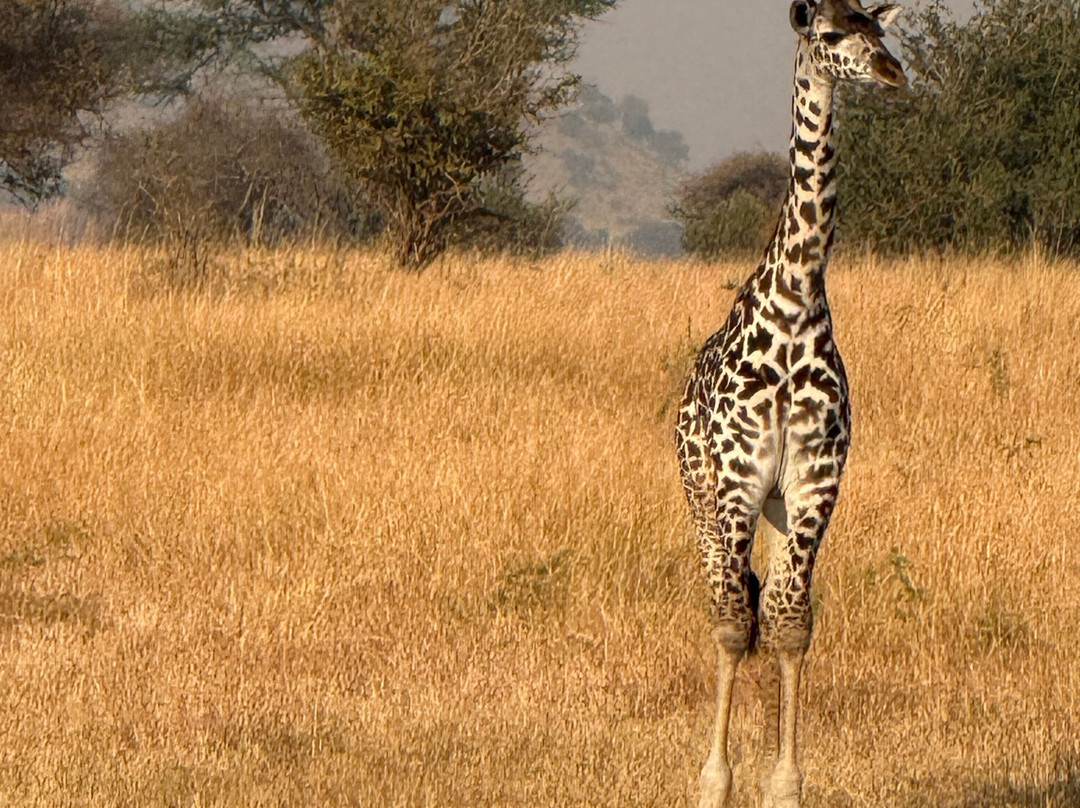 Zara Tanzania Adventures-莫西必去景点