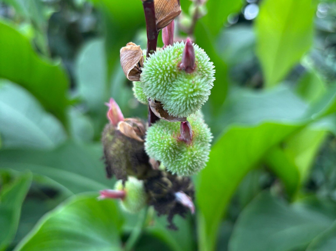 Botanischer Garten und Gewächshäuser-Greifswald必去景点