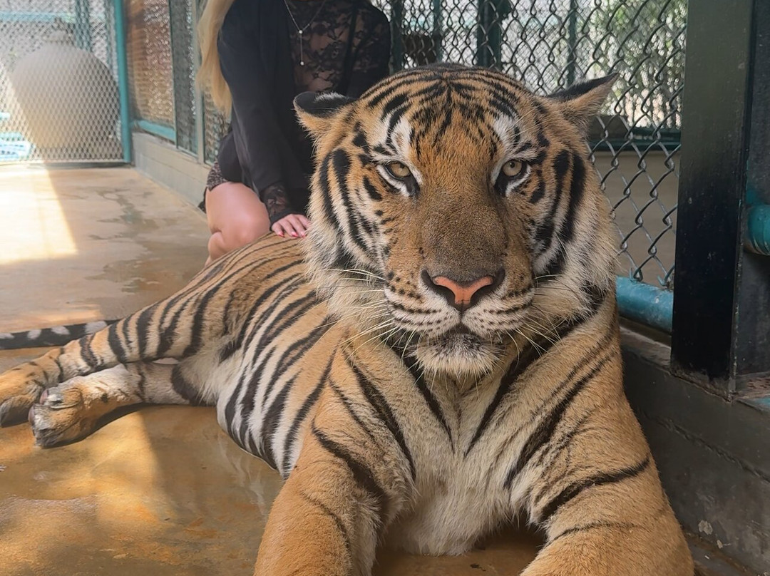 Tiger PARK Phuket-查龙必去景点