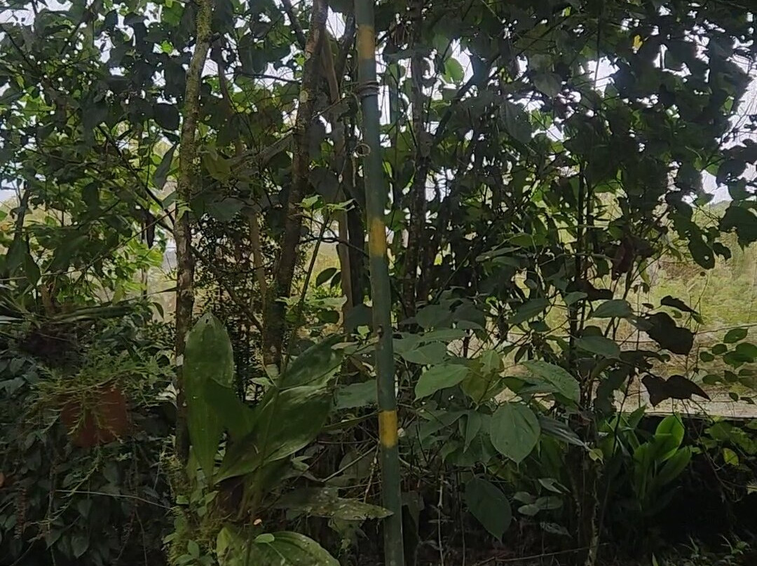Mariposario DEDALMA-Mera必去景点
