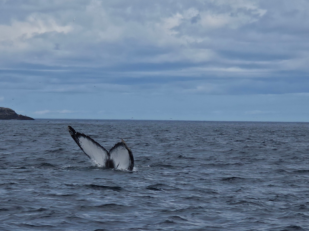 Discovery Sea Adventures-Bonavista必去景点