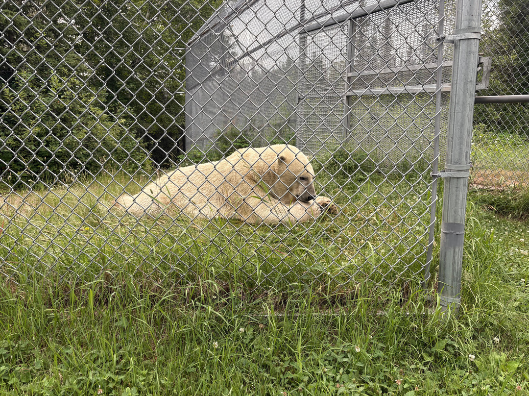 Cochrane Polar Bear Habitat-Cochrane必去景点