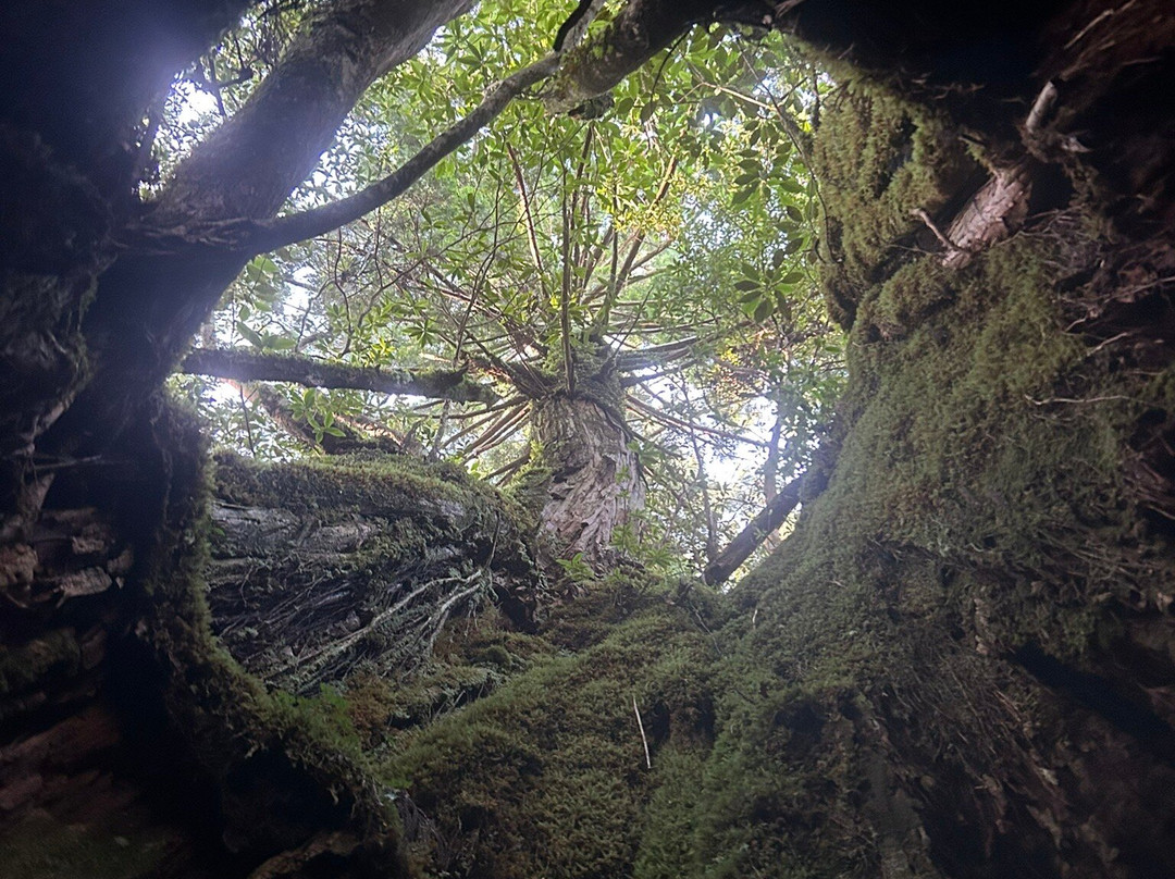 白谷云水峡-屋久岛町必去景点