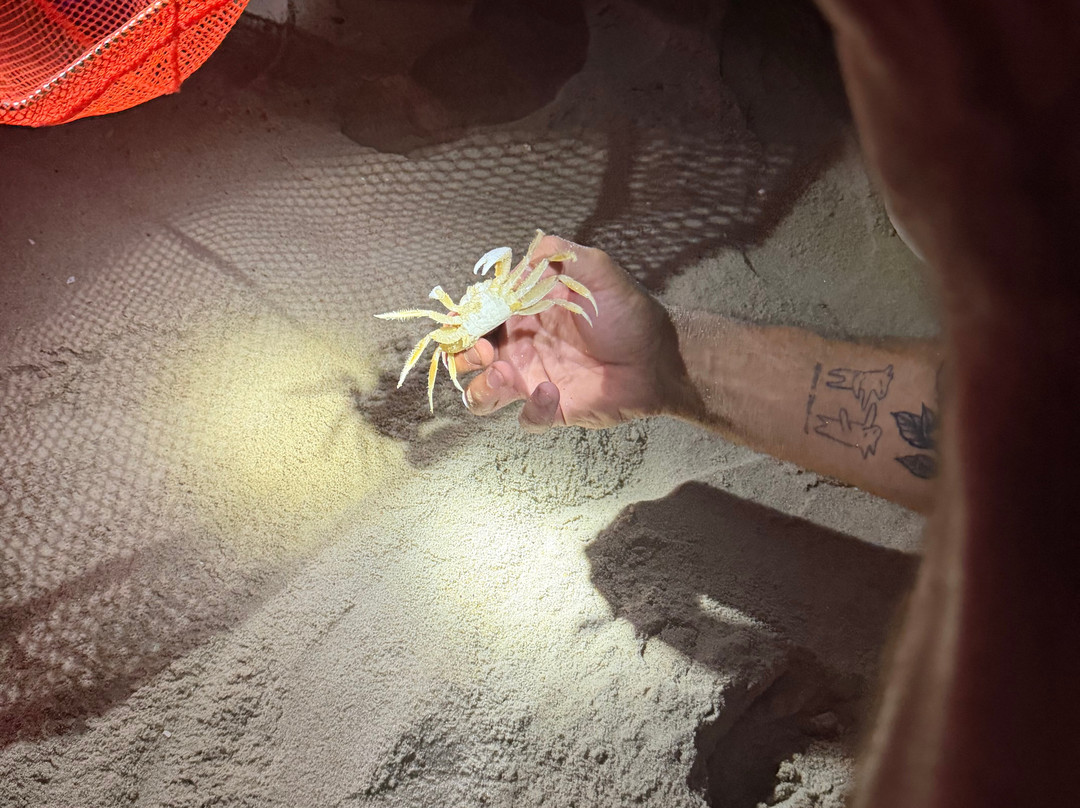 Ghost Crab Quest-Kitty Hawk必去景点