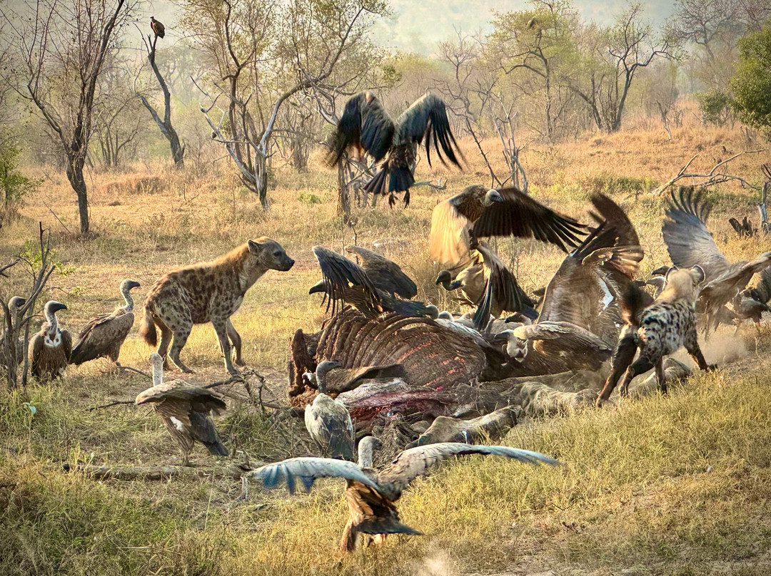 On Safari Africa - Kruger National Park-马里兰必去景点