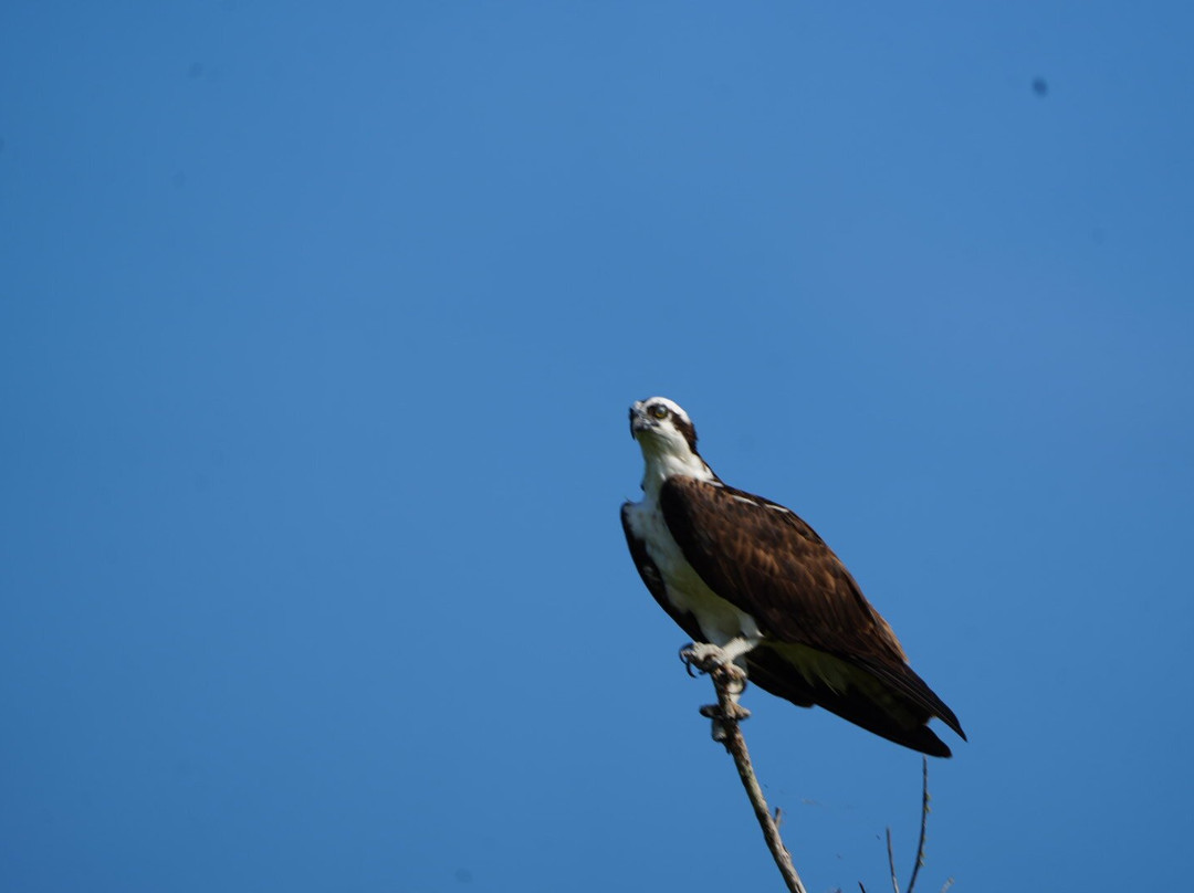 Airboat and Gator Charters-De Leon Springs必去景点