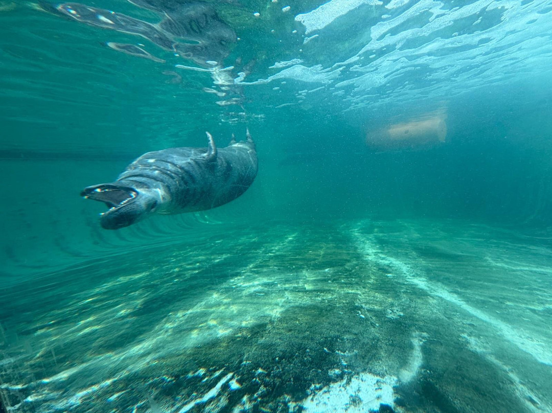 Cornish Seal Sanctuary-Gweek必去景点