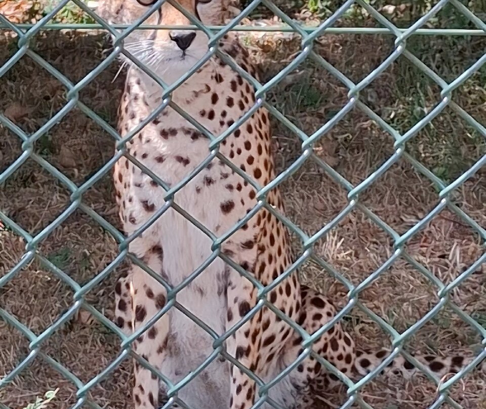 Fota Wildlife Park-Carrigtwohill必去景点