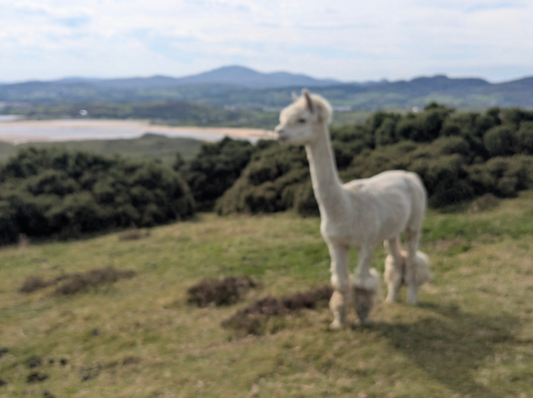 Wild Alpaca Way-Malin Head必去景点