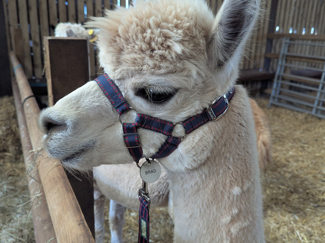 Pembrokeshire Alpaca Trekking-腾比必去景点